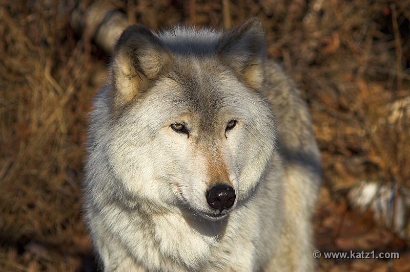 Arctic Wolf 024